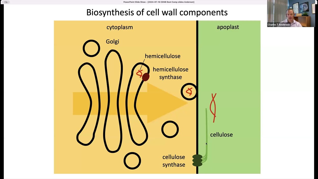 Mechanobiology Boot Camp 2024: Charlie Anderson, Plant Cell Wall