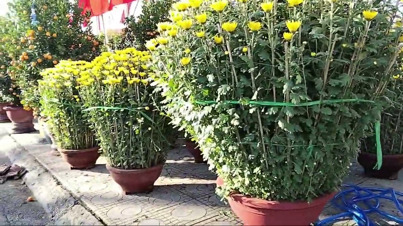 Bông bán tết đường Thái Nguyên thành phố Nha Trang 
