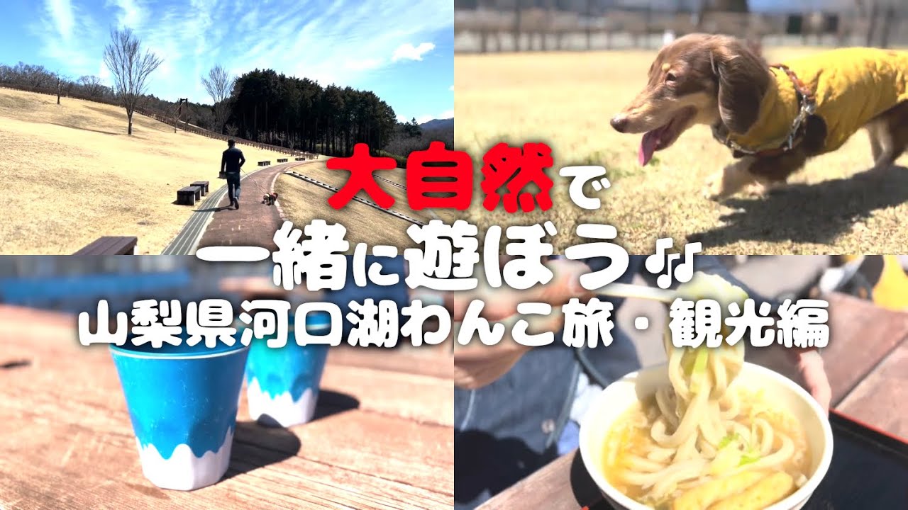 【犬連れ旅行山梨河口湖観光】無料ドッグランで大自然堪能&道の駅旅の駅巡り 1泊2日わんこ旅1/3 2024.3