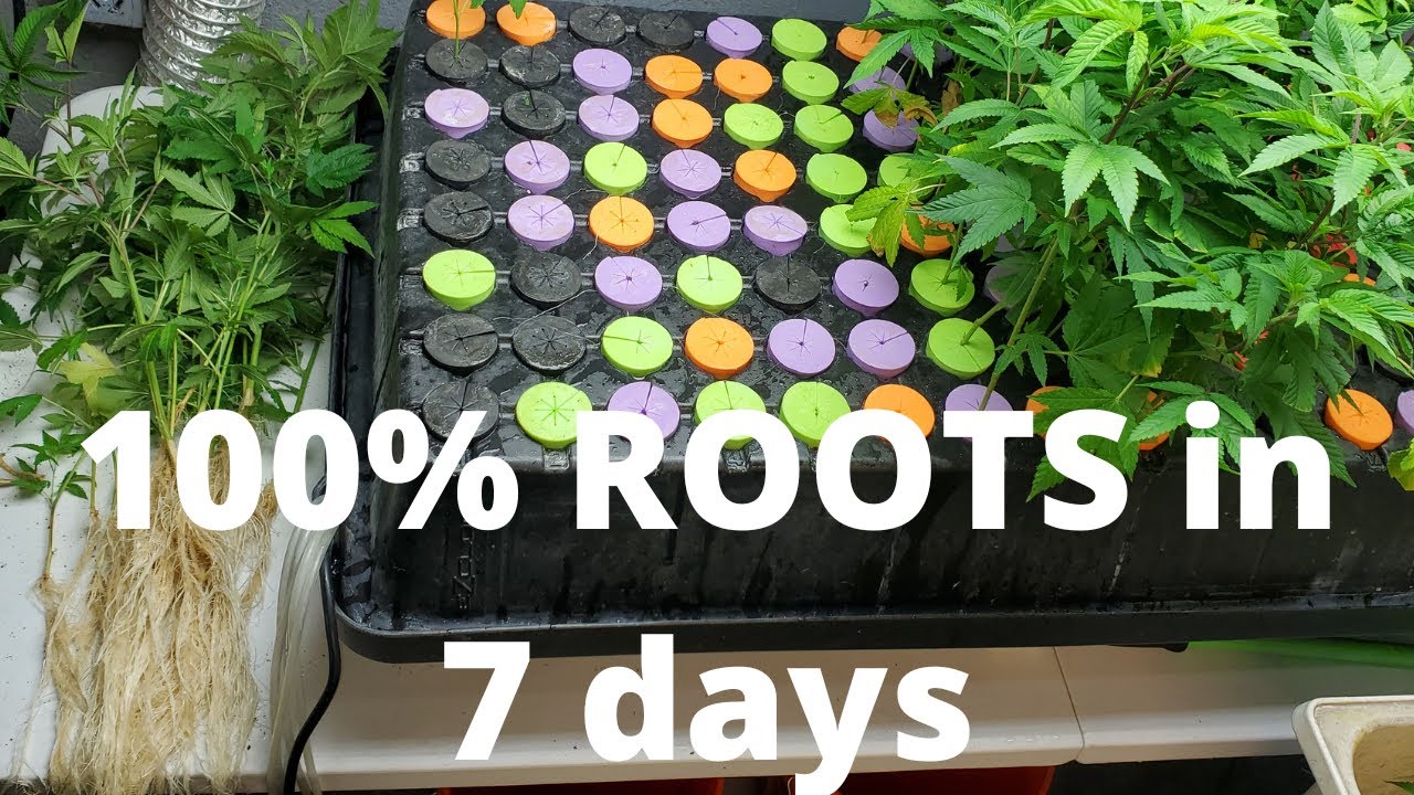 How to Propagate Aeroponic Cloning & How to clone cannabis in Aeroponic Ez cloner.