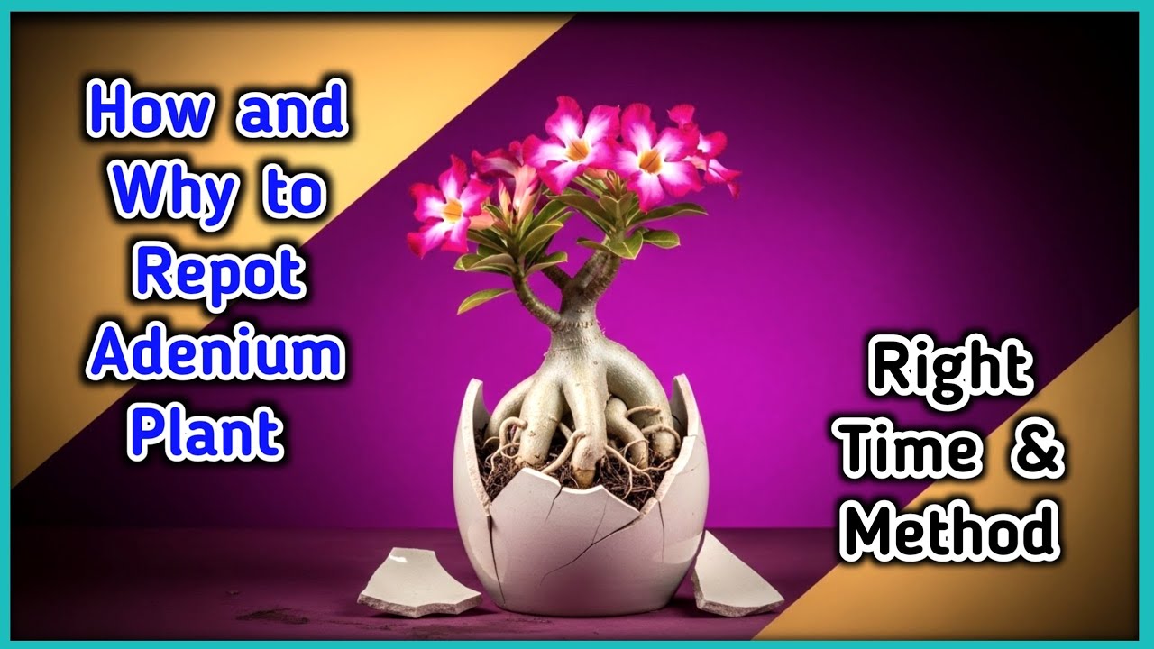 How and Why to Repot Adenium Plant | Right Time & Method | My Terrace Garden @Baghwani695 