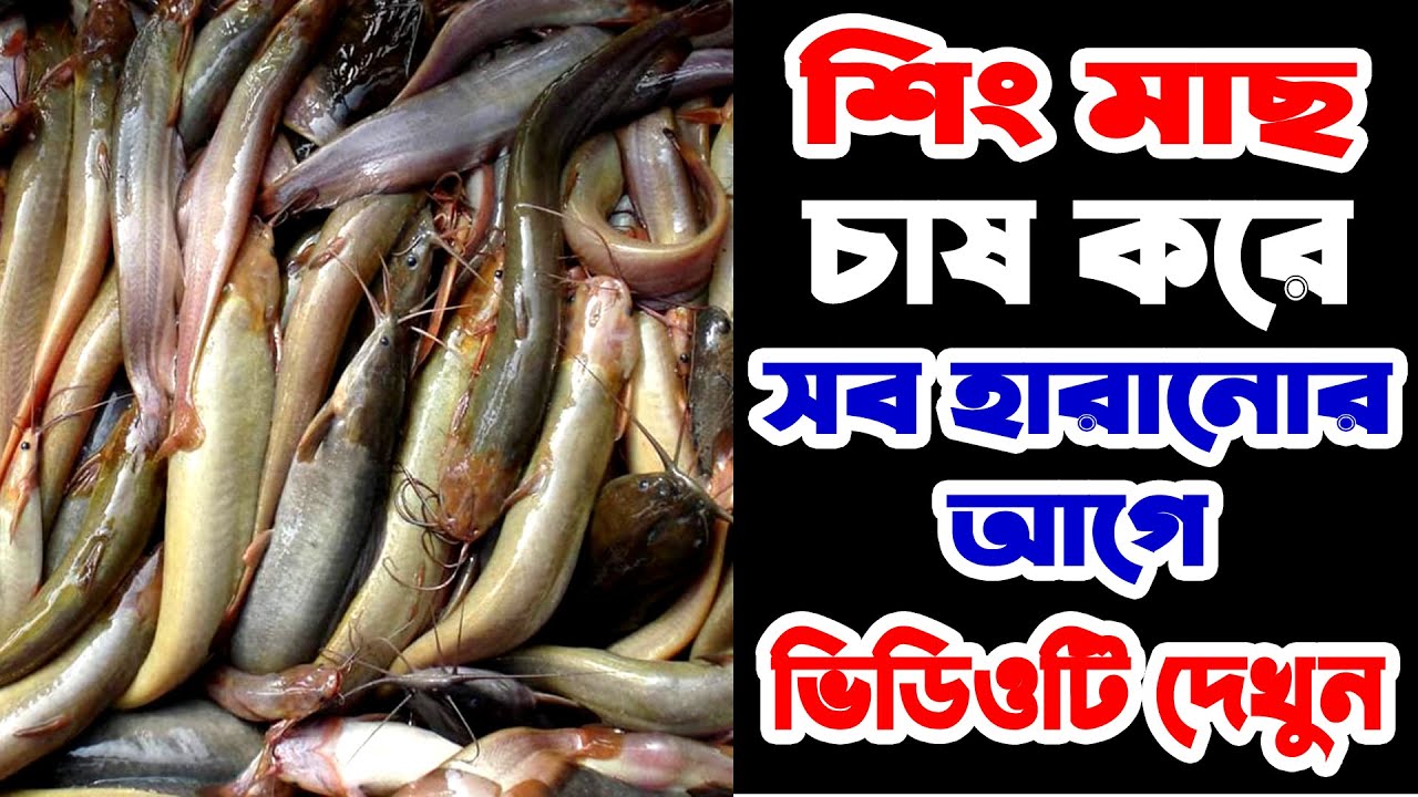 সফলতা চাইলে এই ভিডিওটি দেখুন। যোগাযোগঃ 01715-813343. Stinging Catfish Farming Tips.