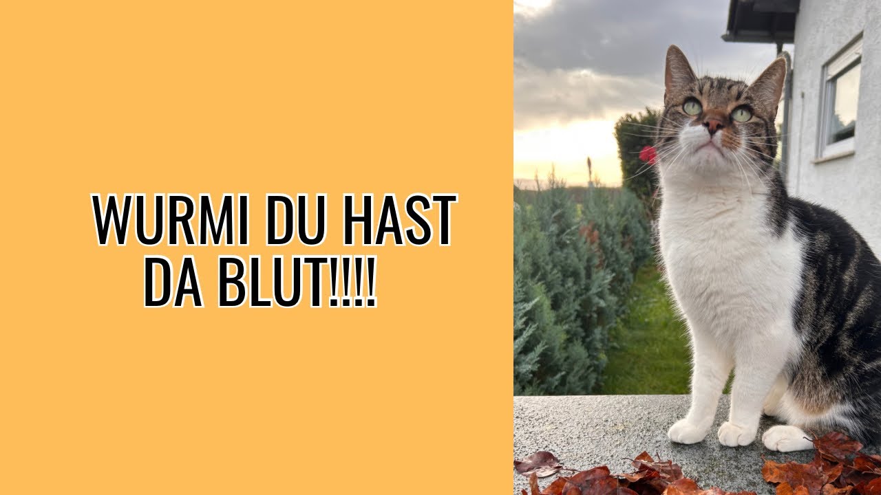 Wenn der Kater Blut verschmiert nach Hause kommt…. Diese eine Katze 🐱