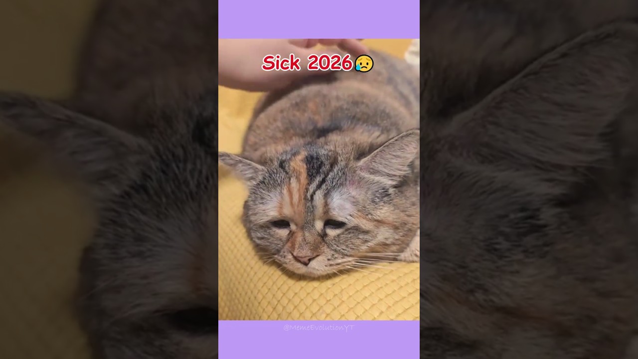 The Famous Cat Memes Now?💔🕊️ (ThenVsNow) #shorts