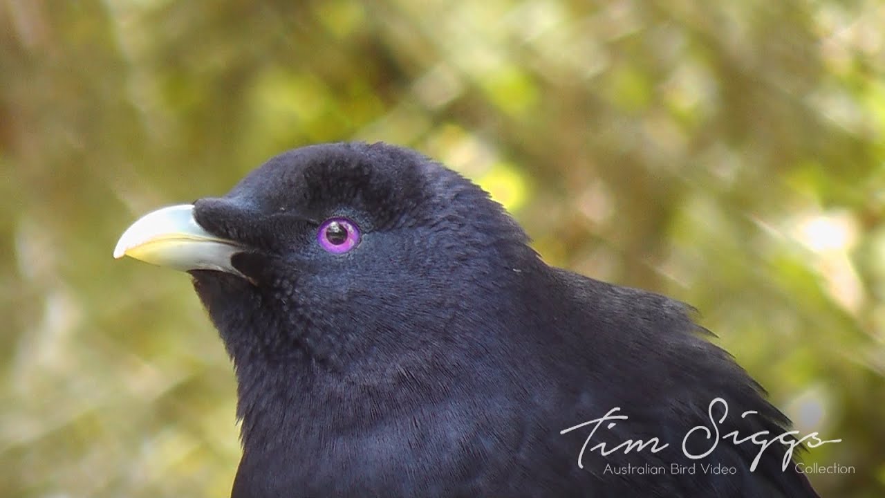 Satin Bowerbird ( Ptilonorhynchus violaceus) Male HD Video clip 1/1