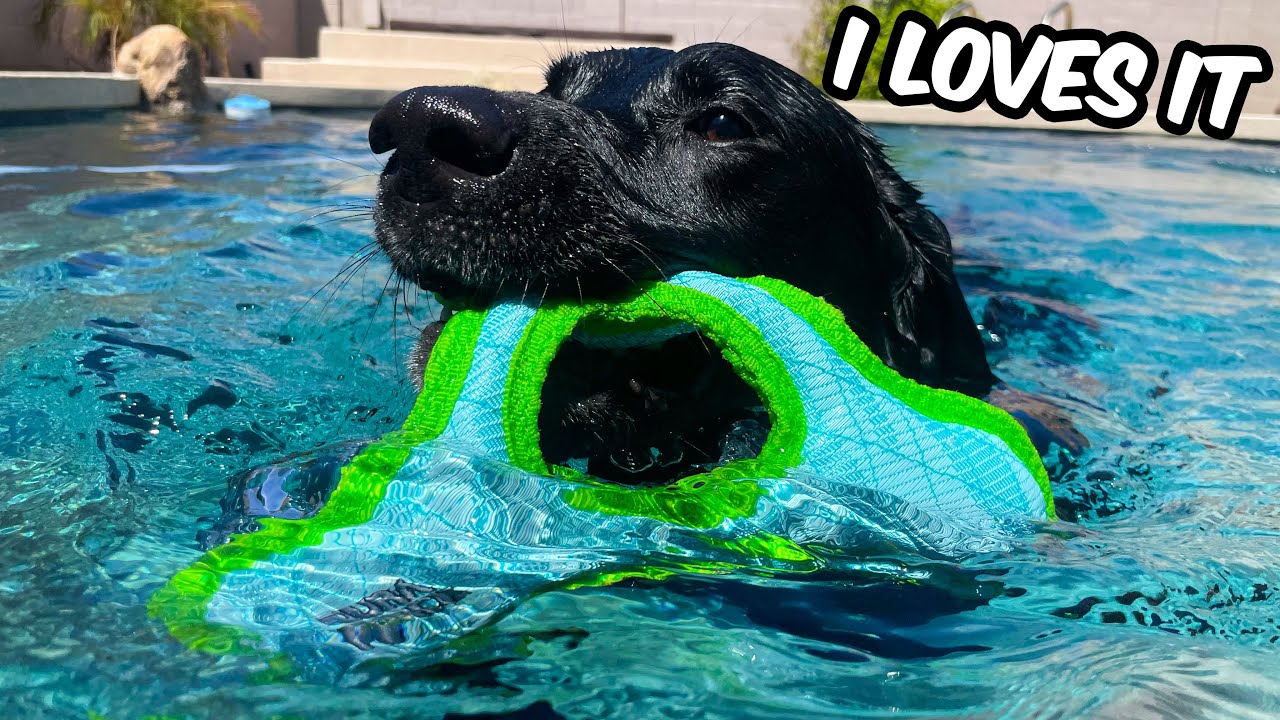 Labrador Has The Best Pool Day