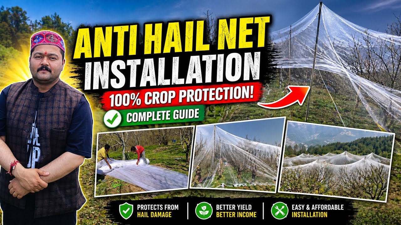 How to cover trees with Anti hail nets | Installing Anti hail nets | Anti hail nets on Apple Trees |