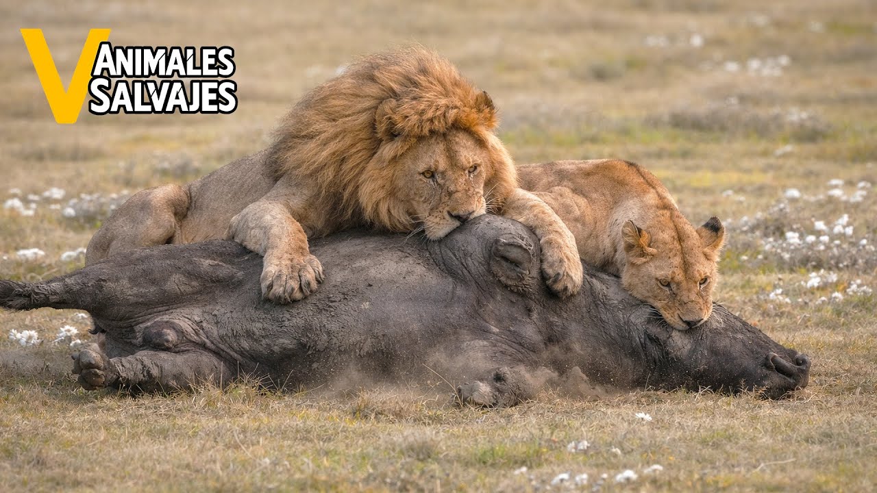 Los Momentos M&aacute;s Incre&iacute;bles De Leones Cazando B&uacute;falos Jam&aacute;s Captados En C&aacute;mara | Animales Salvajes