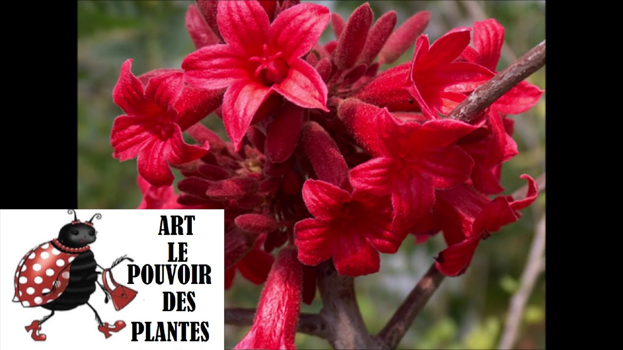 Jardinage d'intérieur: Semis de Brachychiton bidwillii: Plante d'intérieur