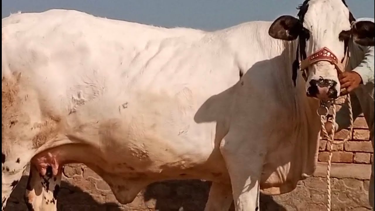 Суперкоровы на продажу от Шаха Мухаммеда