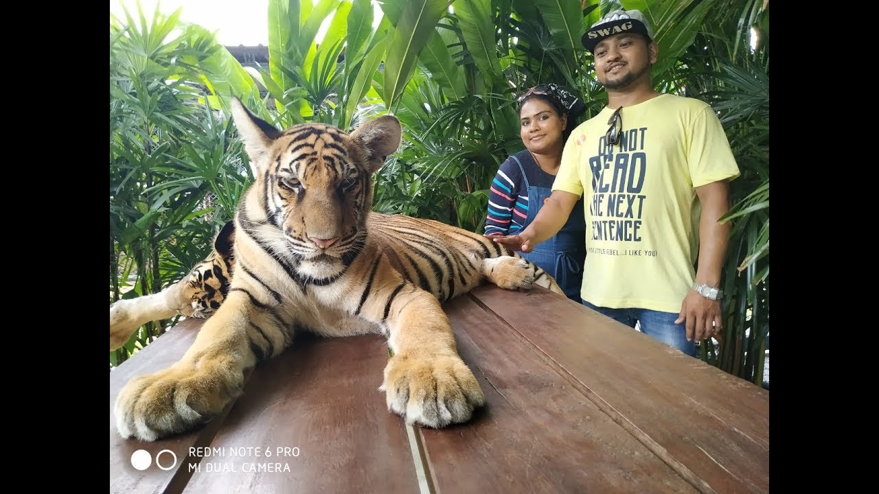 Tiger Park - Pattaya THAILAND
