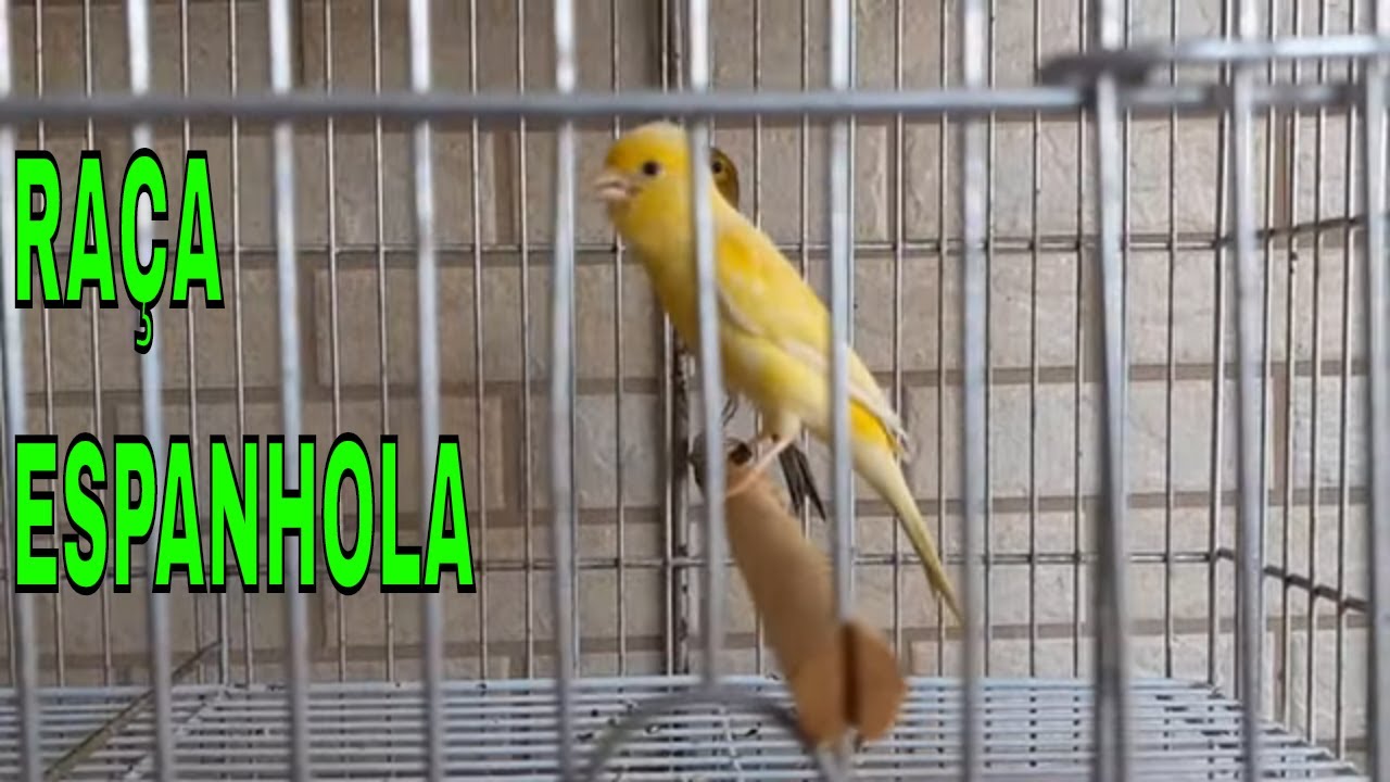 RAÇA ESPANHOLA
