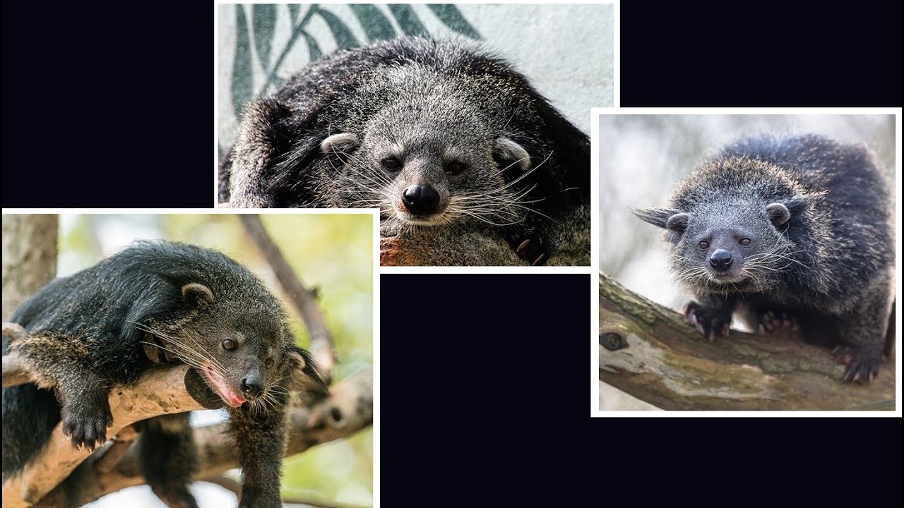 Binturong - BearCat Compilation