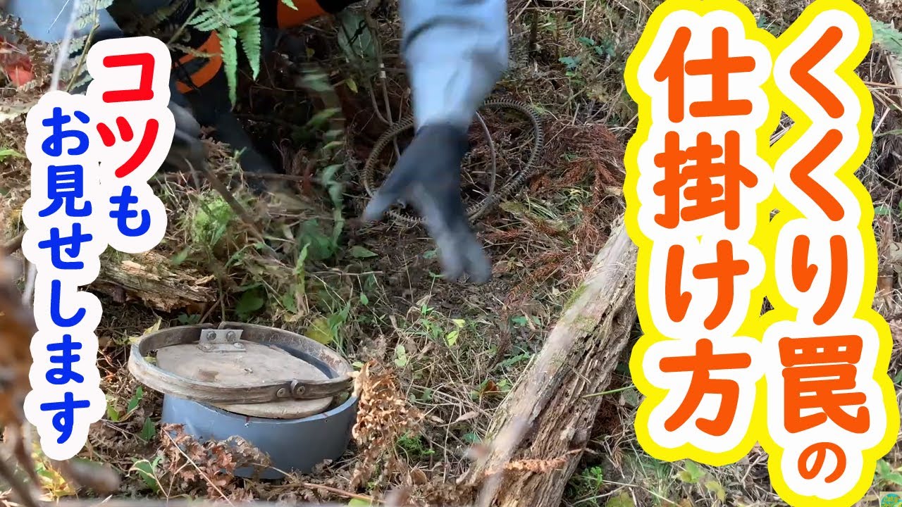 【３日で鹿が４頭かかった】くくり罠の仕掛け方〜〜最高に美味しいお肉の自給を目指して#自給自足家族#狩猟解禁#肉の自給