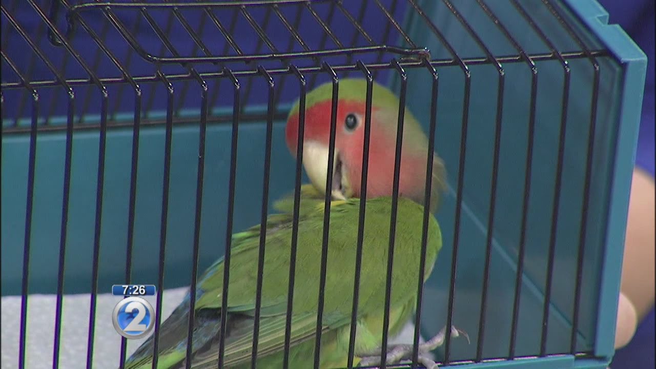 Love Your Pet: Feather overplucking