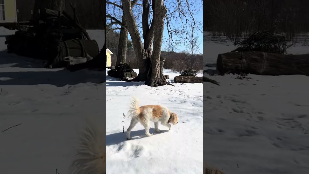 Walk With Willow 1991 A Quiet Trail Journey With My Senior Dog, No Talking