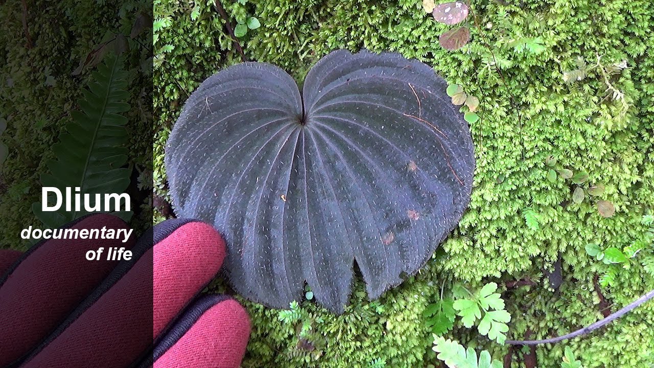 Shield orchid (Nervilia plicata) - part 1