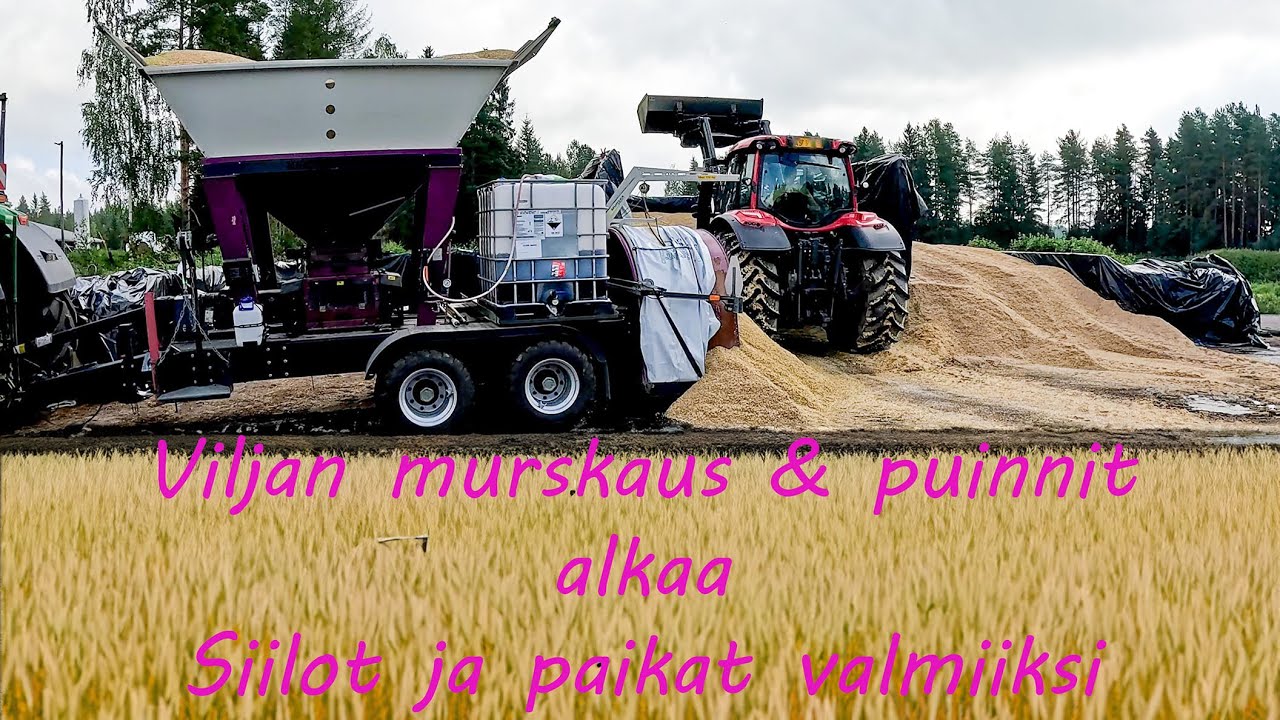 Nyt laitetaan jyviä littuun. Puinnit alkoivat tälle syksylle.