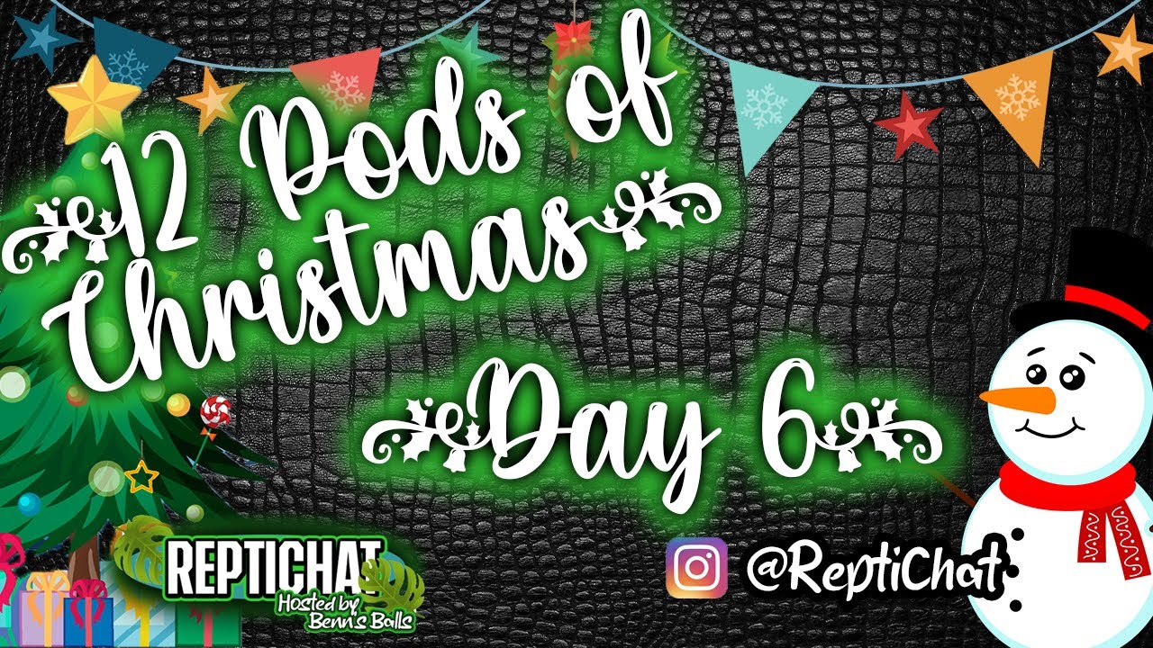 ReptiChat #Ep 27 - 6th Day of Christmas (12 Pods of Christmas)
