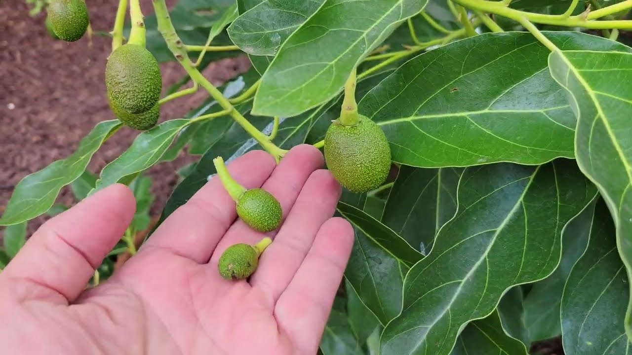 Avocado tree update June 1, 2025