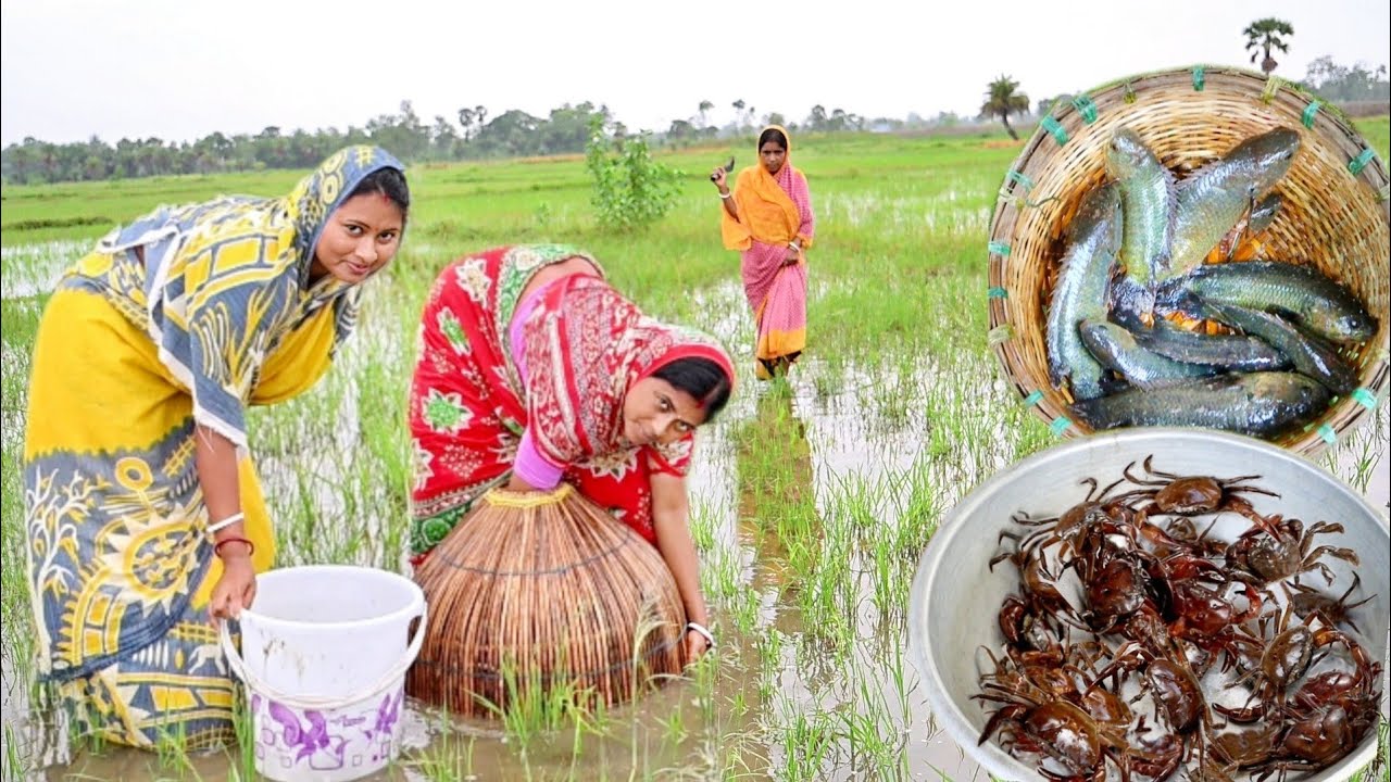 বর্ষায় মাঠে পলুই দিয়ে মাছ,কাঁকড়া ধরে কৈ মাছের মালাইকারি আর কাঁকড়ার টক রান্না করলাম||village fishing