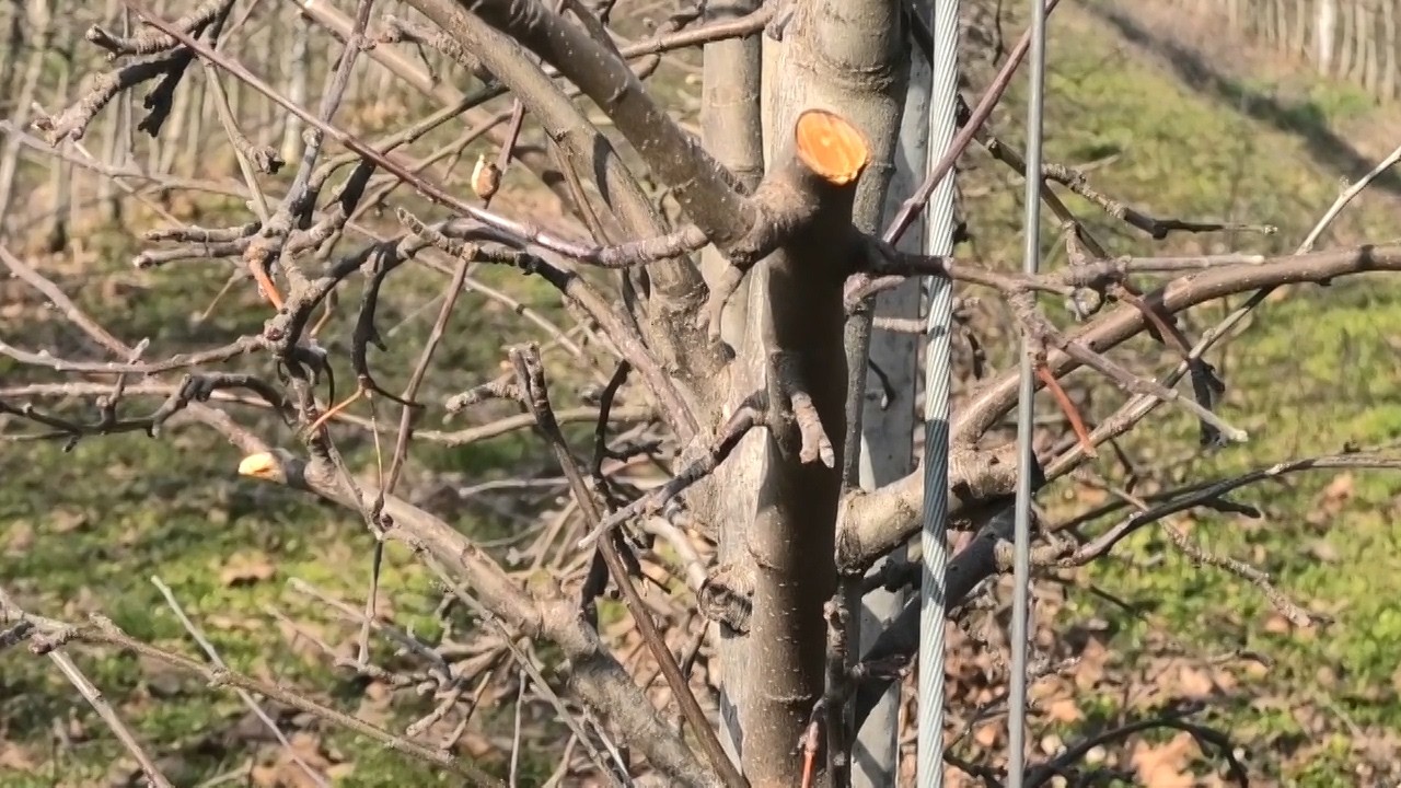 04 03 2026 U voćnjacima neophodno obaviti bakarni tretman