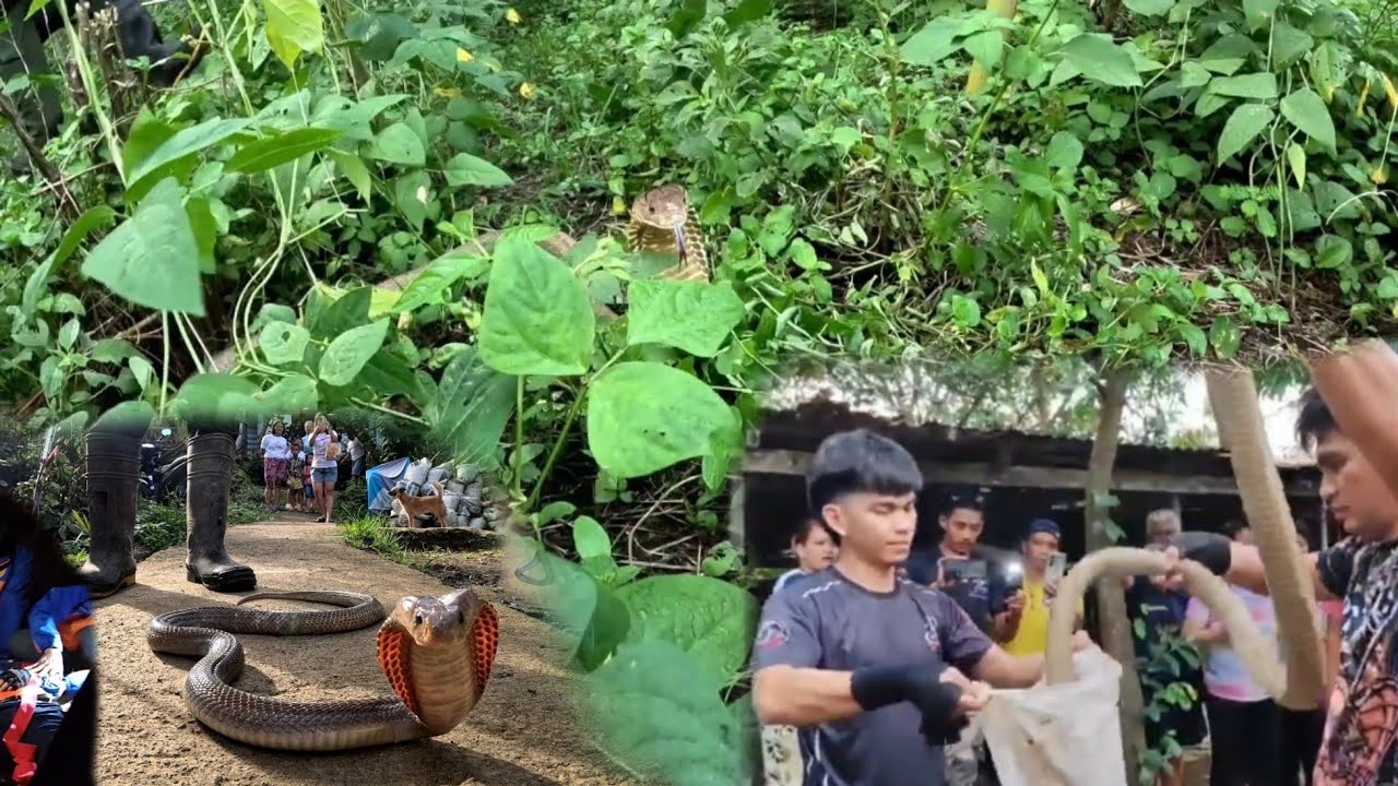 APAT NA COBRA AT DALAWANG KING COBRA ISANG BAYAWAK ANG NAHULI LAST FEB. 
