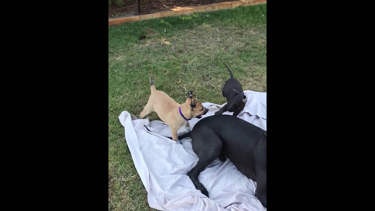 I litter Day 49 seven weeks Wazzat Xoloitzcuintle