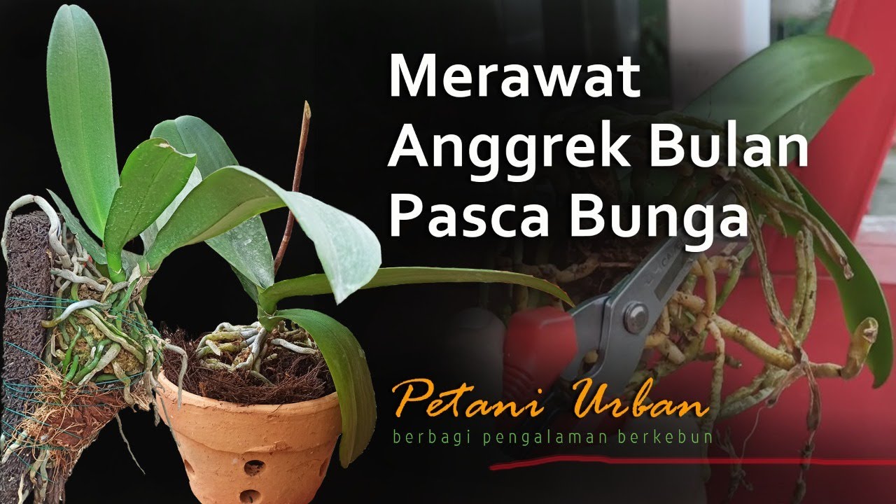 Merawat Anggrek Bulan Pasca Bunga atau Eks Rental