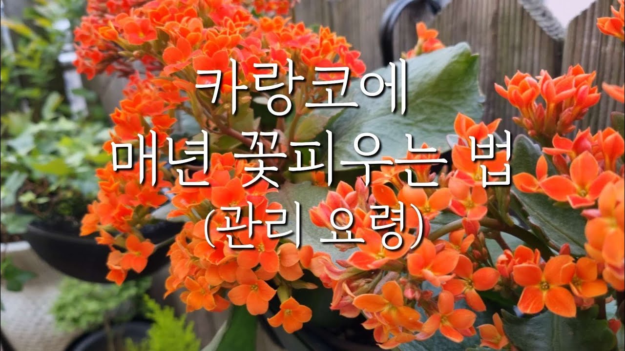 카랑코에 마스터!! 매년 꽃피우는 법과 관리 요령