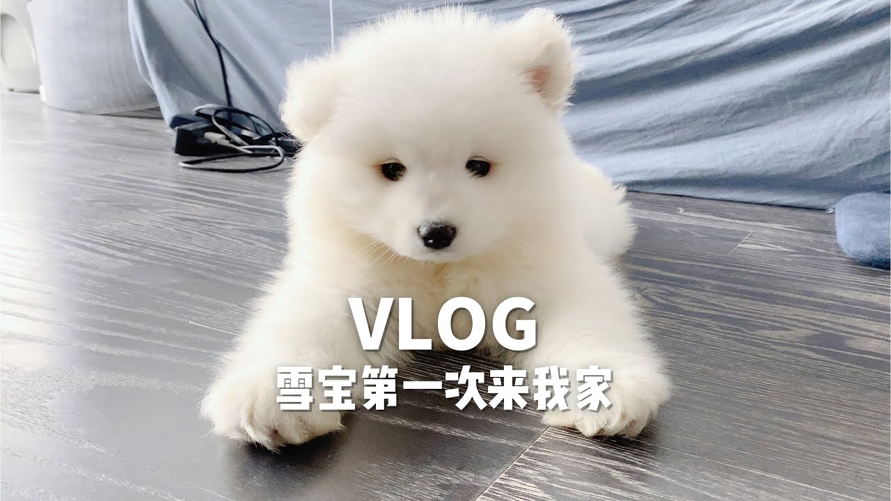 Mufy's Vlog#1 两个月的萨摩耶宝宝来我家 | 毛绒玩具小熊 | 猫狗大战 | 哈妮和雪宝的首次会晤 | Siamese & Samoyed Puppy