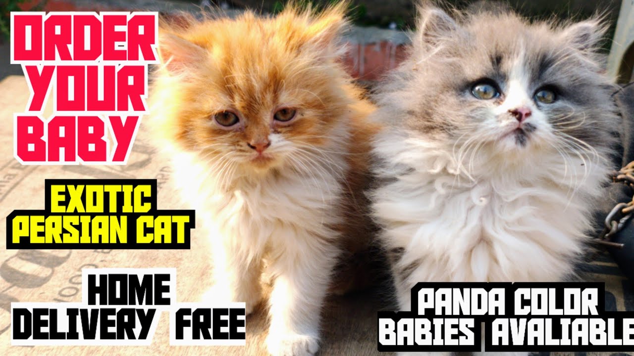 😍TRIPLE COAT PERSIAN CAT PANDA MALE FEMALE BABIES AVALIABLE WITH HOME DELIVERY 