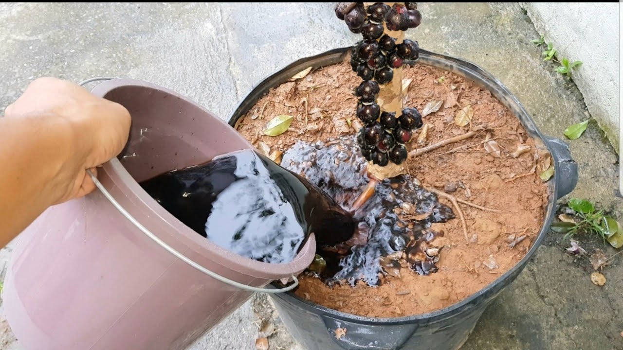 Como bombar sua jabuticaba em vaso (40 dias)