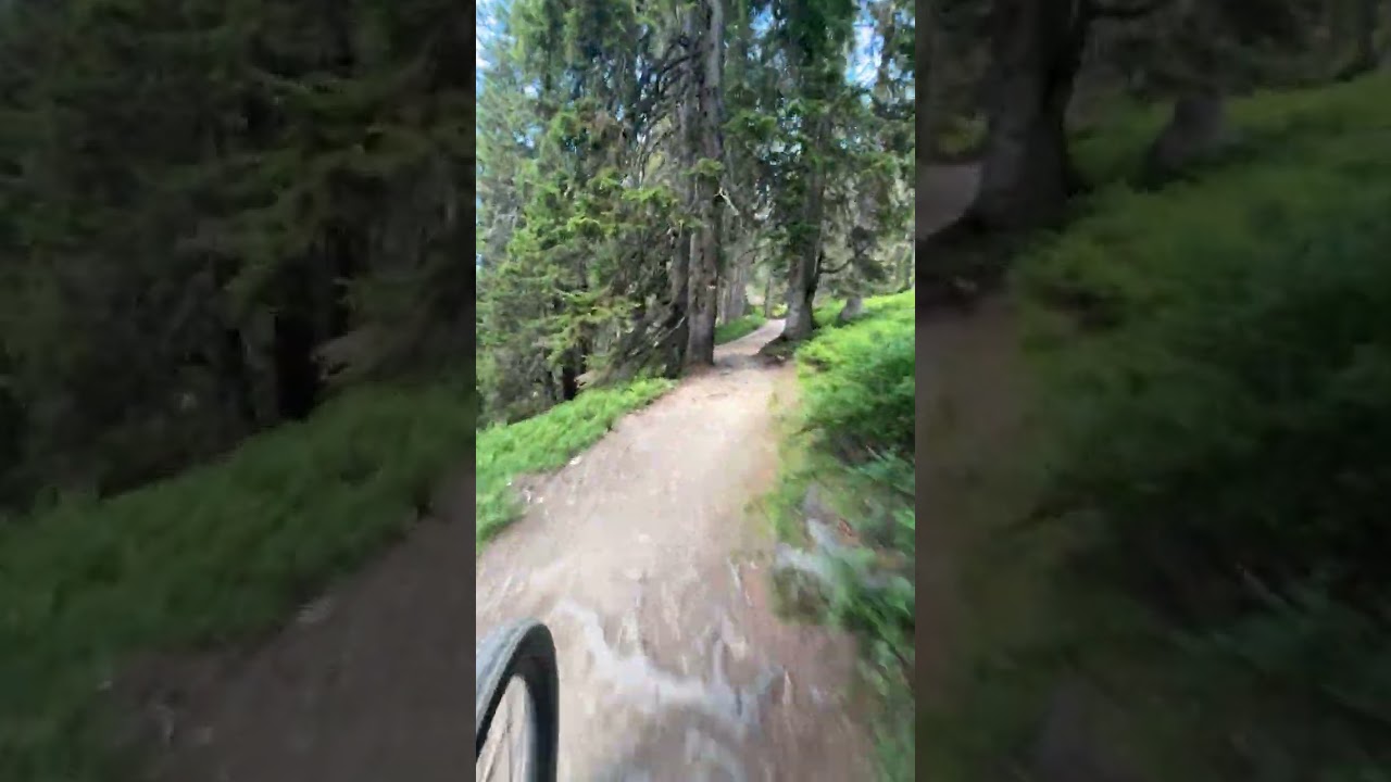 SH37 - Wurzel-Trail Ost-West