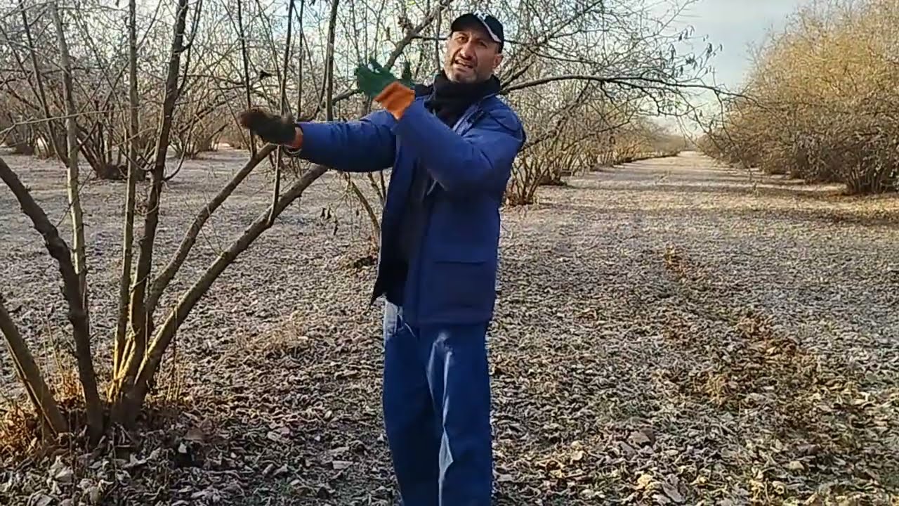 Fındıq ağacında tozlanma hadisəsi 