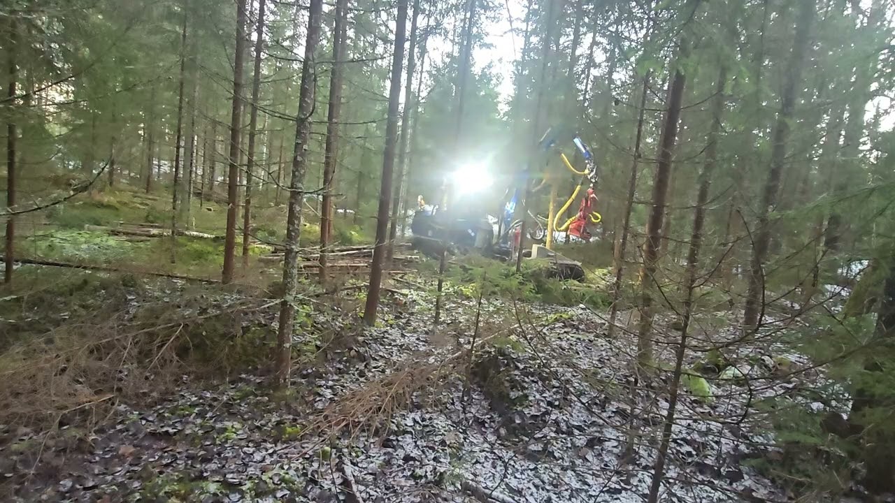 Första gallring gran Lilla Blå
