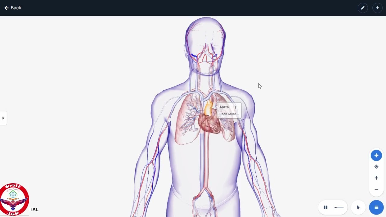Blood circulation In Heart 3D animation|Anatomy of Heart|Biology 11|class 11|Mbbs prof 1|nmdcat|neet