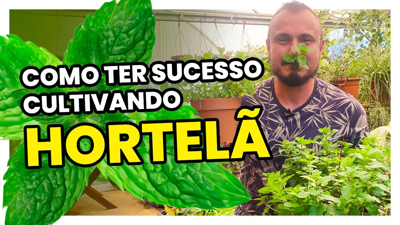 Como ter sucesso cultivando HORTELÃ