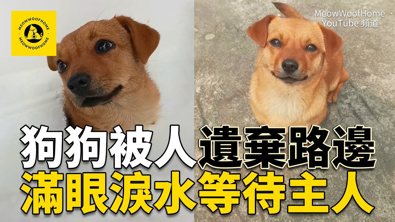 被遺棄在路邊的流浪狗，滿眼淚水等待主人，被收養後結局讓人希噓