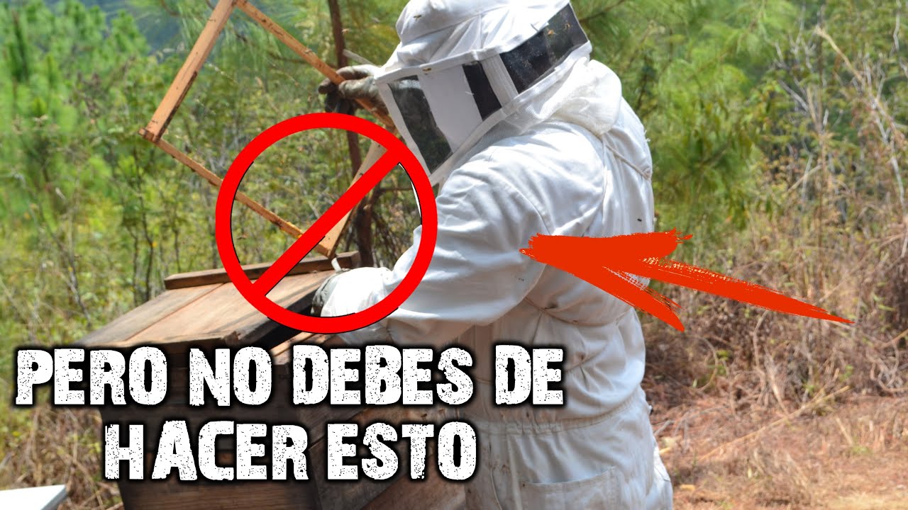 Que es lo que Se debe Revisar en una Colmena