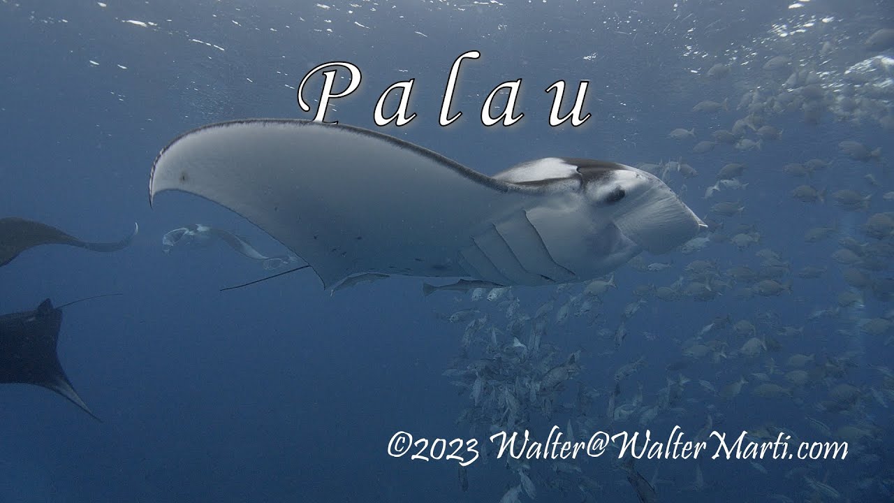 Diving Palau 2023