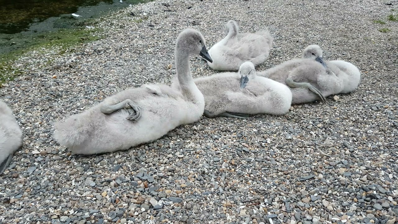 LOUGH NEAGH🧞‍♂️OXFORD ISLAND NATURE RESERVE IRELAND🇮🇪Subscribe🙏🏻LIKE🙏🏻