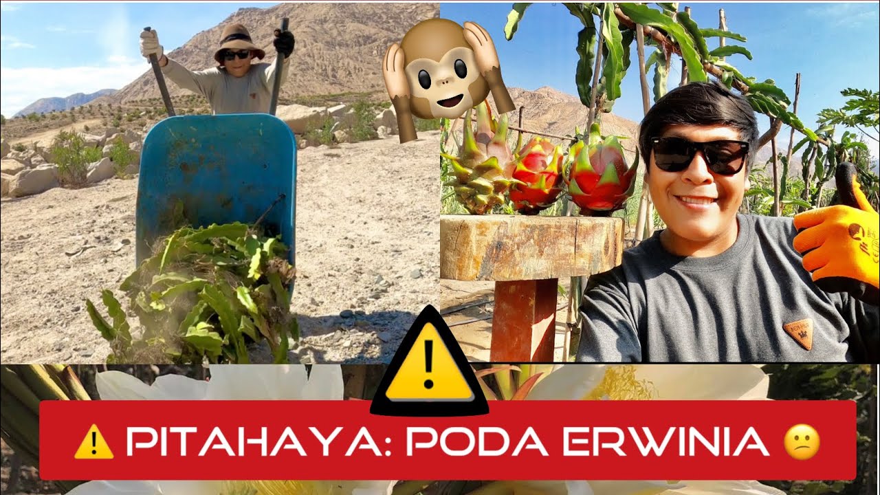 Combatiendo ERWINIA en PITAHAYAS #1 | Podando PITAHAYA y desinfección con alcohol ⚠️😥