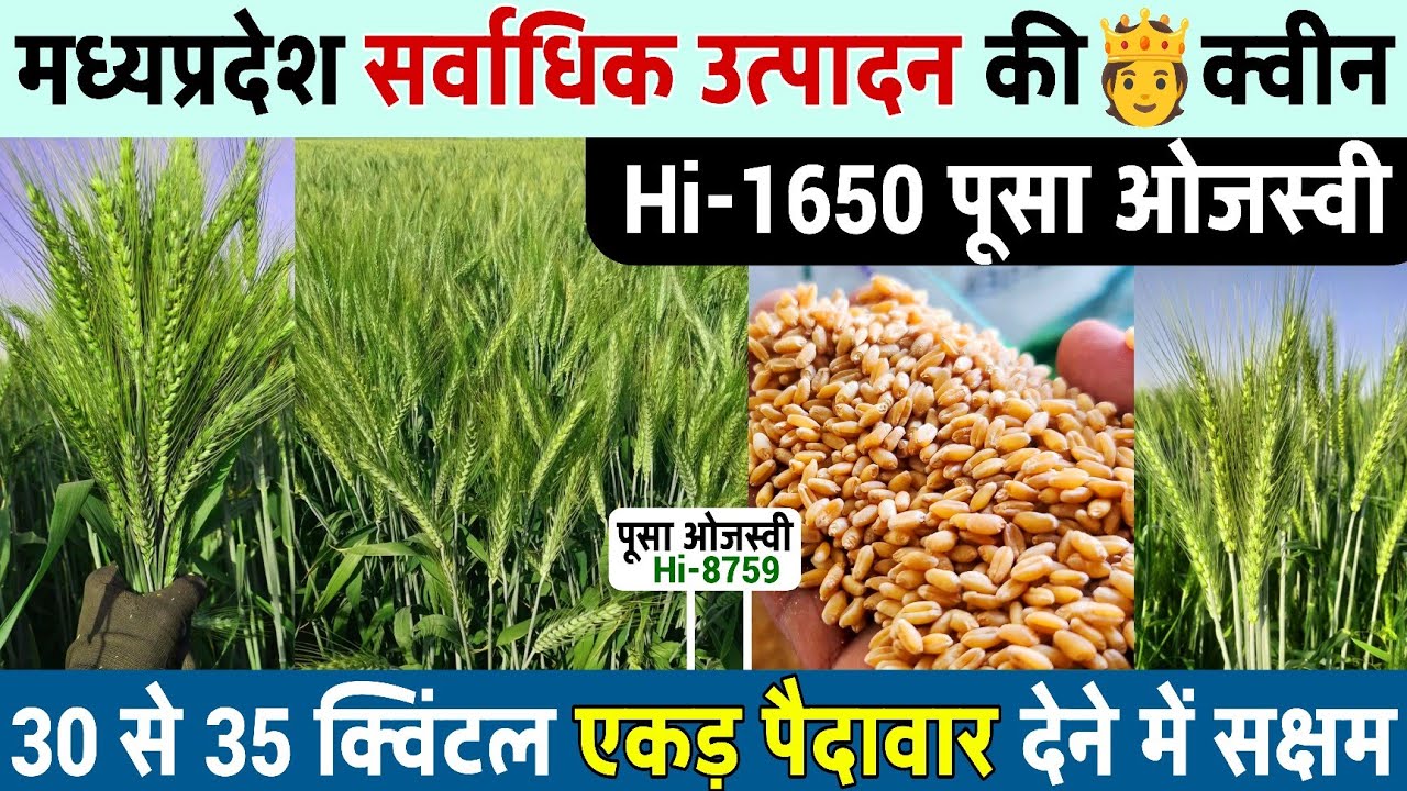 Gehun ki best variety | पूसा ओजस्वी Hi-1650 गेहूं | Pusa Ojasvi Gehun | Gehun ki top variety 2025