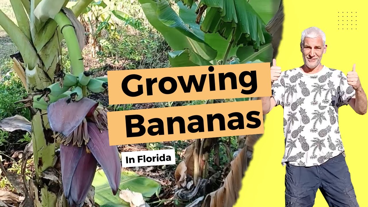 Why You MUST GROW Bananas In a Florida Food Forest!
