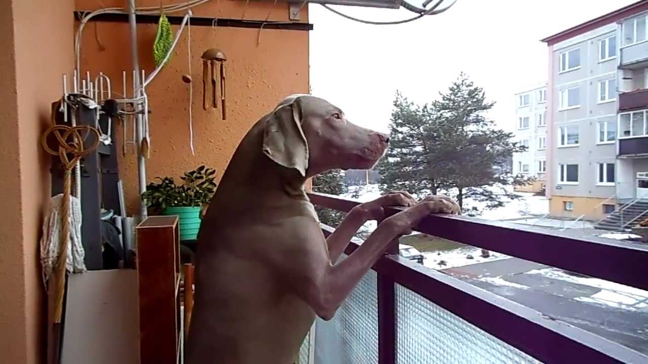 zkouška sirén