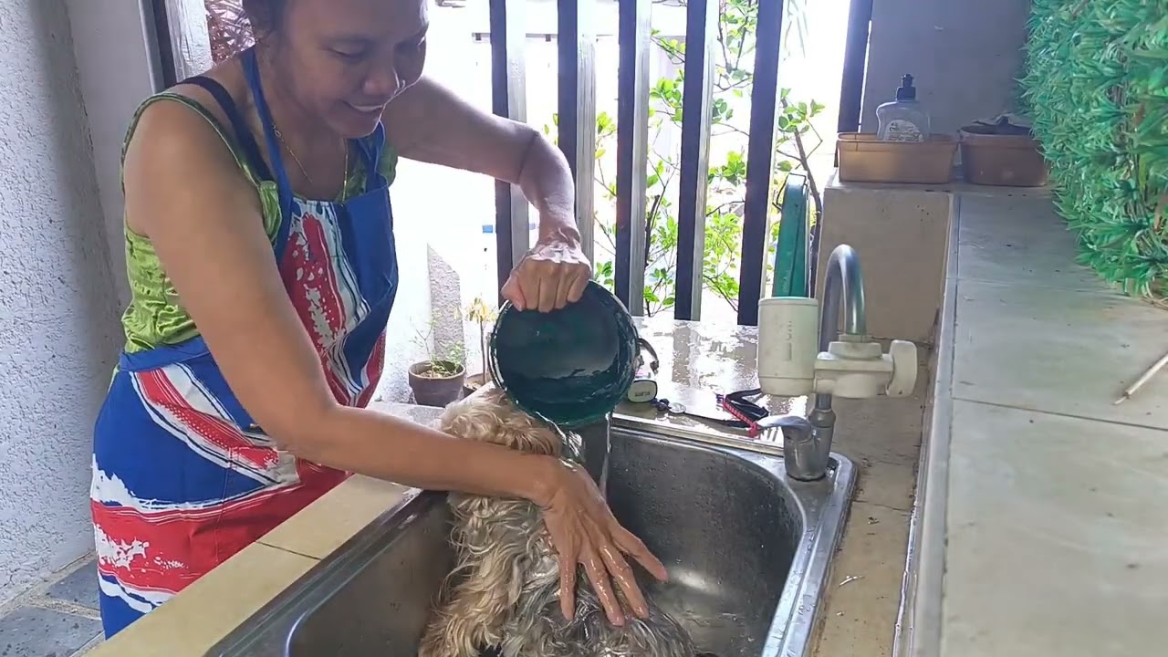 YORKIE TERRIER BATH TIME /02