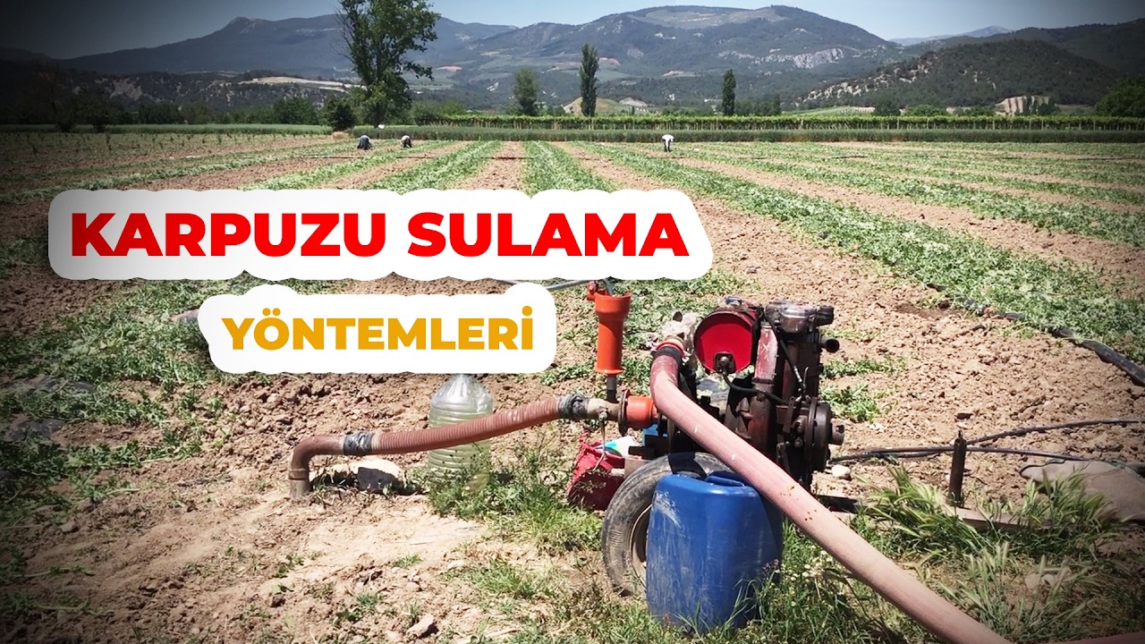 Karpuz Sulamasında PÜF Nokta! Karpuz Sulaması Nasıl Olmalıdır? Hangi Yöntem Tercih Edilir?