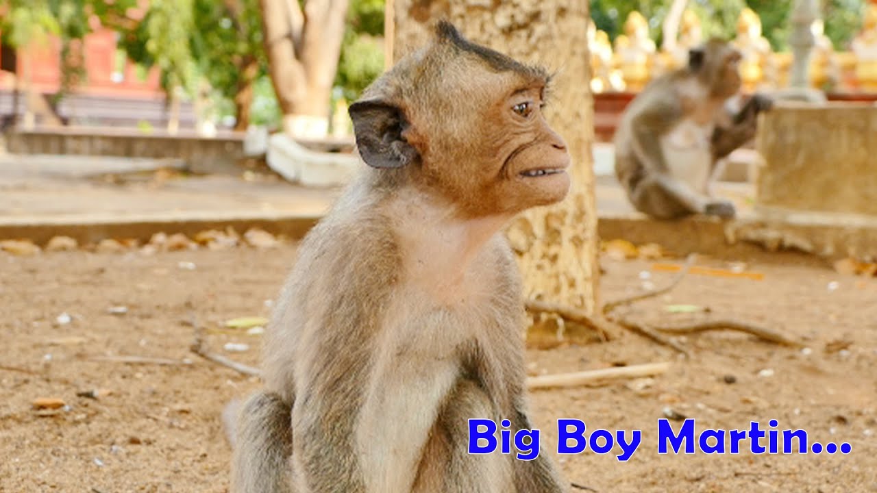 Orphan Boy Martin Monkey Still Misses And Looks for His Grandma Malida - They're The Gentle Monkeys