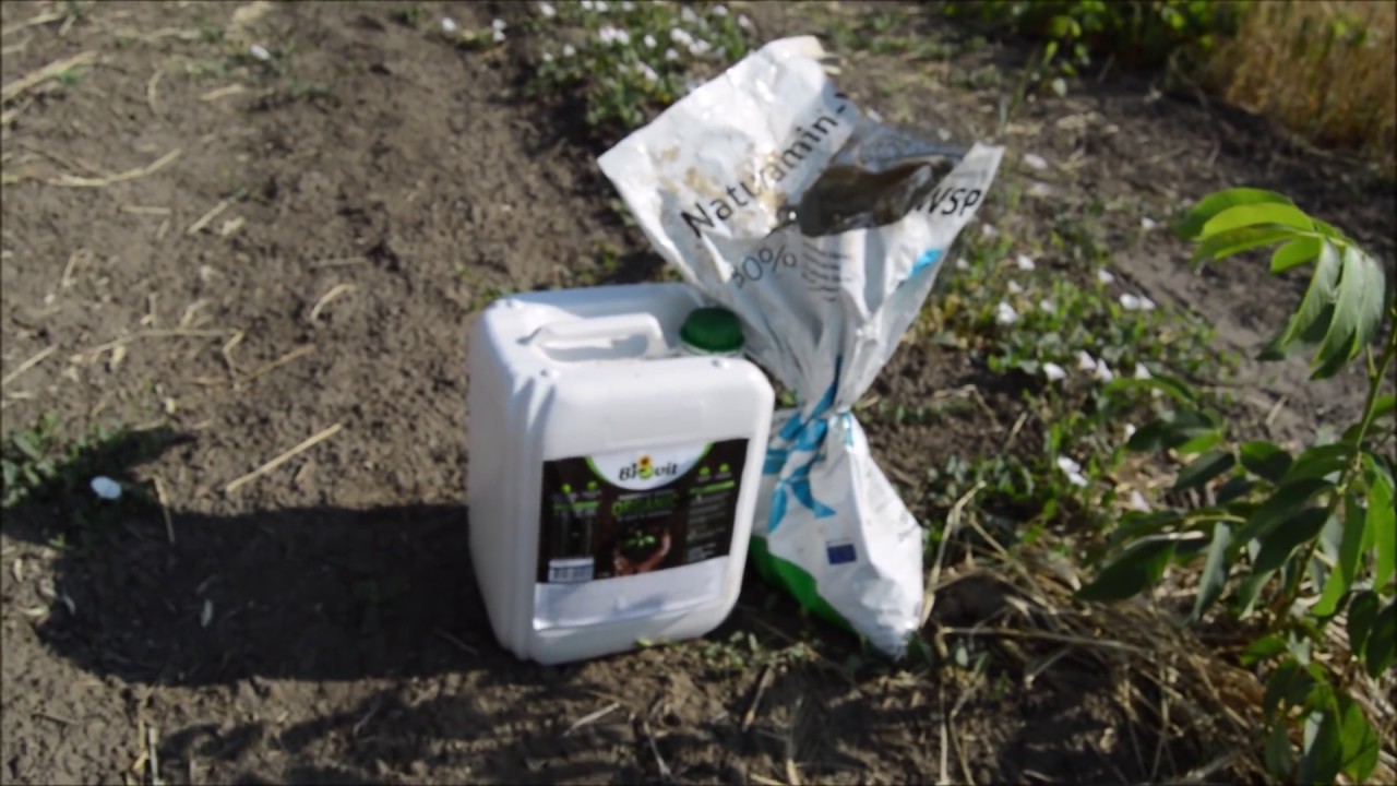 /OPERAȚIUNI ÎN VERDE/ +Aplicații foliare în livada de nuci de 1 an la Pepiniera Voinești. Iun. 2018.